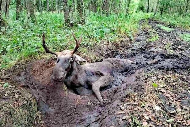 На Поліссі грибники врятували лося