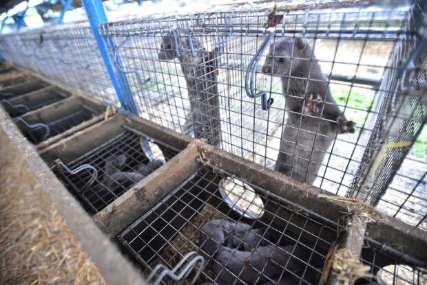 У Данії знищать усіх норок, щоб зупинити мутацію коронавірусу