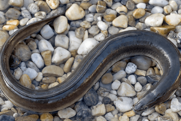 За продаж та купівлю вугрів волинян штрафуватимуть на суму від 1700 – до 3655 гривень