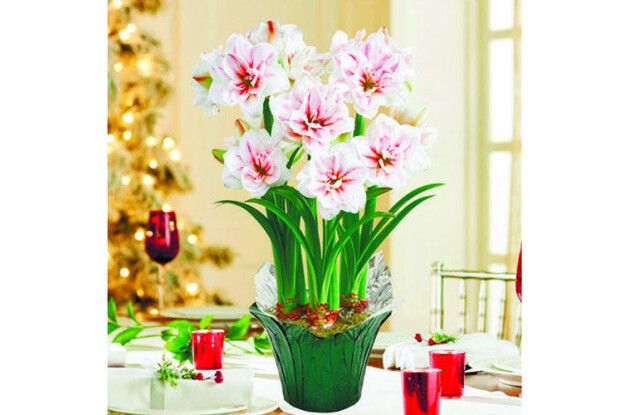 Як змусити амариліс зацвісти? (Фото)