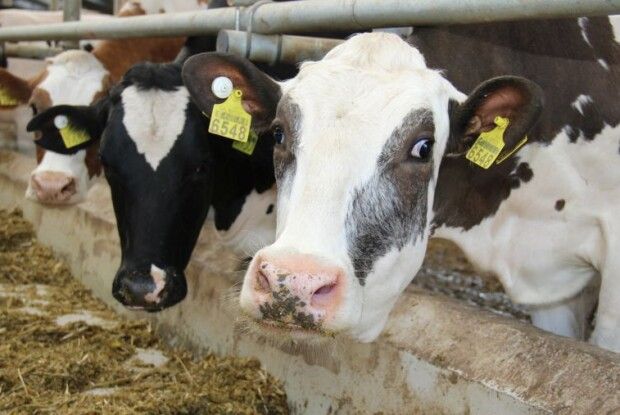  На Волині посилили заходи біобезпеки через загрозу занесення ящуру 