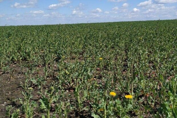 Весняна посівна на Волині: як заморозки і підтоплення вже вплинули на врожай і ціну