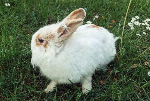 Волинський мольфар Василько вже знає переможця матчу Україна – Вірменія (Відео)