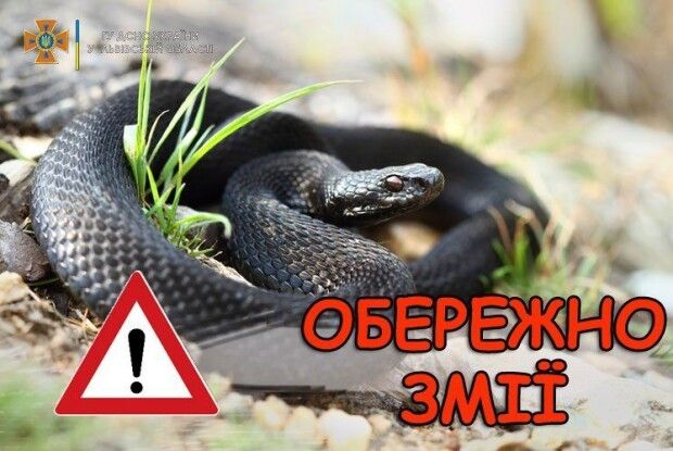 14-річного підлітка вкусила змія: він у реанімації