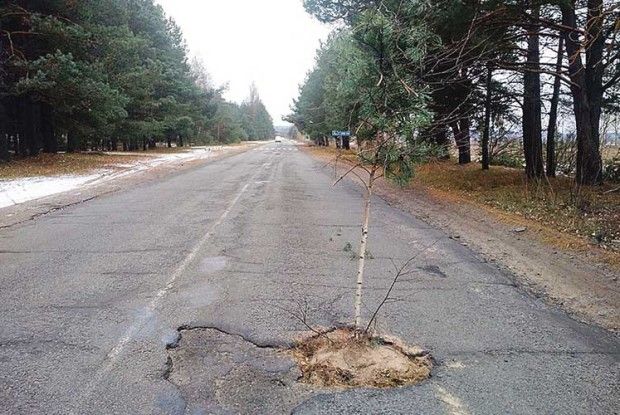 Берізку посадили  у… вибоїну