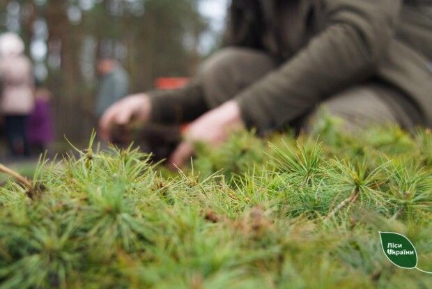 На Волині та Рівненщині триває весняне висадження лісу