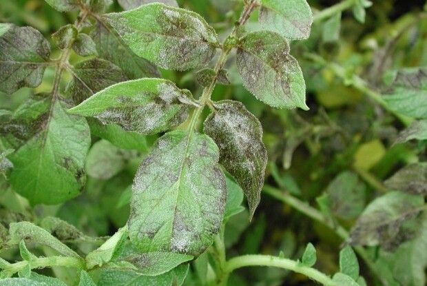 Простий рецепт проти фітофтори для кожного городника