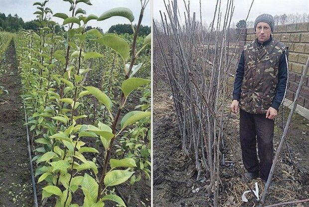 «Мрію на одному дереві вирощувати кілька сортів яблук і груш»