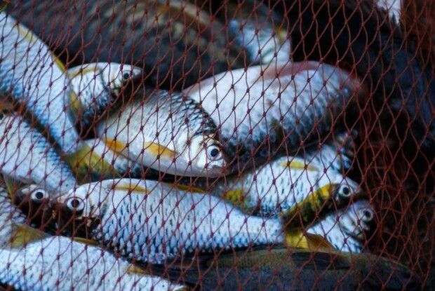 На яких озерах Волині за тиждень «наловили» найбільше порушників