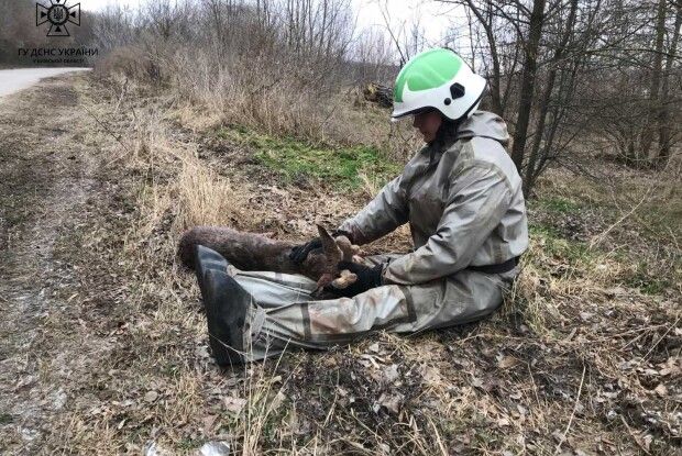 Рятувальники визволили з крижаної пастки маленьке оленя (Фото)