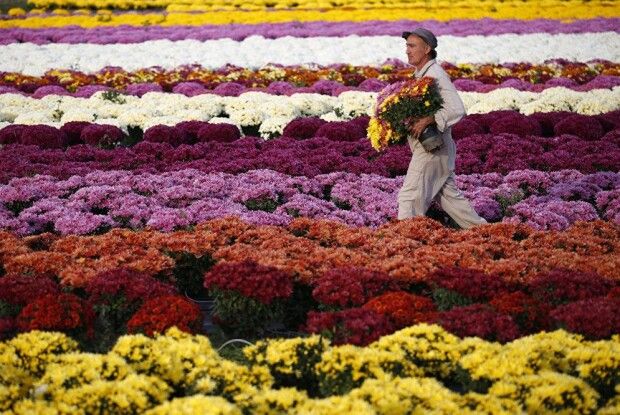 Волинян запрошують побачити плантації лілій і хризантем