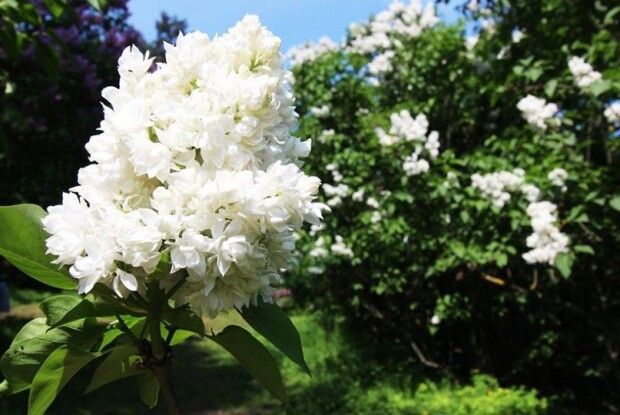 Сорт бузку «Леся Українка». Поширимо на Волині до 150-річчя поетеси!