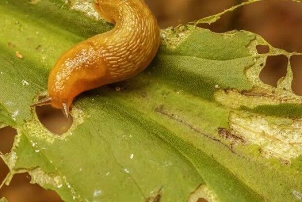 Як ефективно позбутися равликів