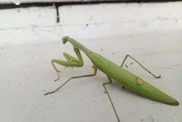 У Берестечку поселились… богомоли