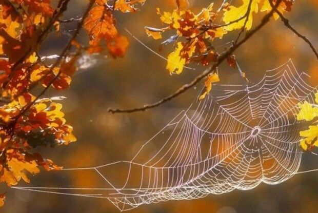 Бабине літо чекайте у листопаді