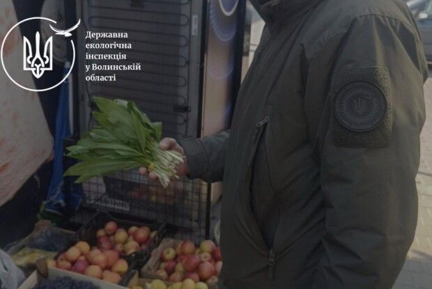 У Луцьку екоінспектори «накрили» продавця червонокнижної черемші