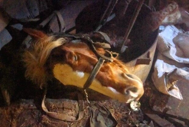 У Луцькому районі рятувальники вивільнили з пастки коня (Фото)