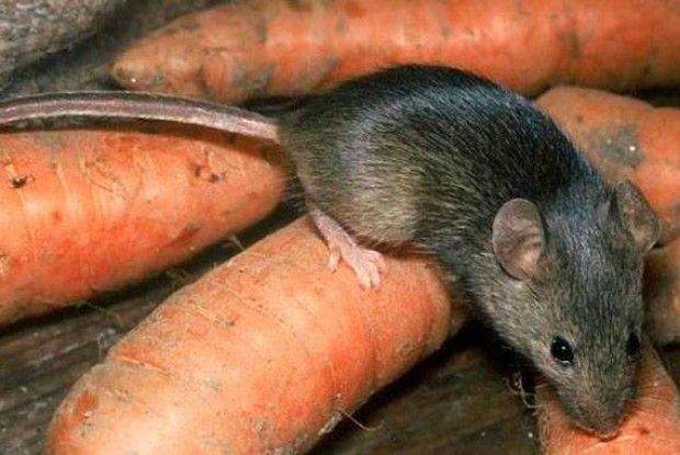 На Волині  виявили 100 осередків небезпечної хвороби