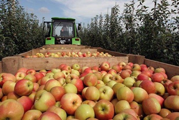 За 6 місяців 2018 року український агроекспорт становив $8,6 млрд