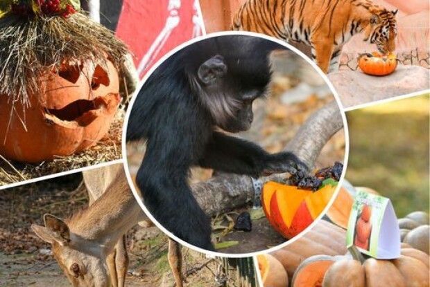 Луцький зоопарк запрошує на «Свято гарбуза»