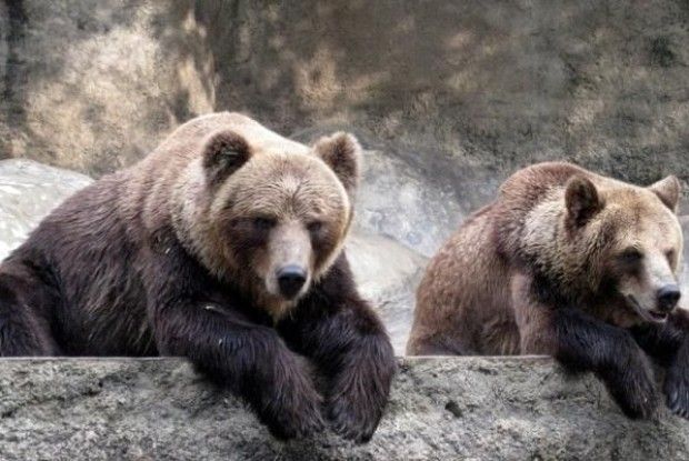 На Чернігівщині півдюжини ведмедів страждають від зимового безсоння