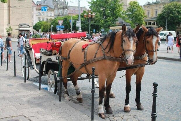 У Львові відновили діяльність кінних карет
