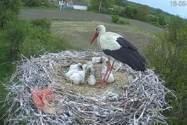 Цілодобовий стрим із лелечого гнізда: дивовижне відео