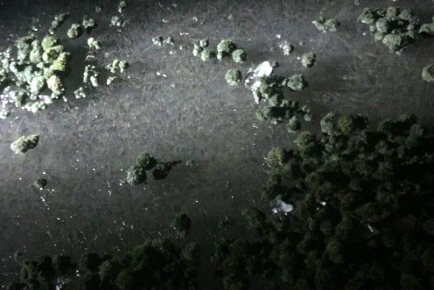 Як браконьєри вбивають Світязь