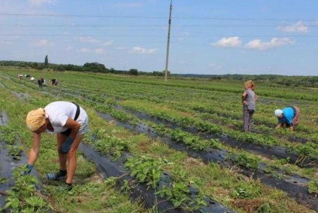 Волинськими ягодами ласуватимуть за кордоном