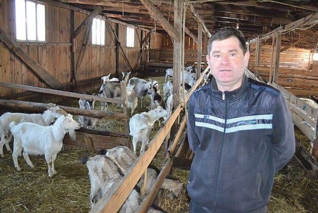 Найбільше козяче стадо краю — ​у Хорлупах