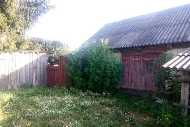 Один турійчанин вирощував коноплі просто на подвір’ї, інший – сіяв мак
