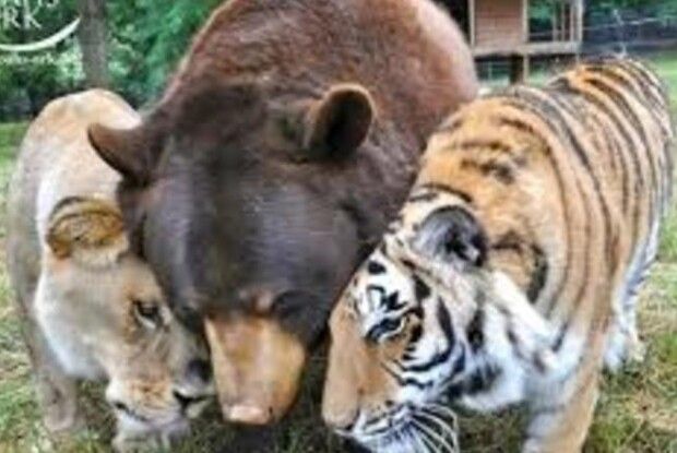 У Німеччині із зоопарку втекли ведмідь, леви, тигри та ягуар