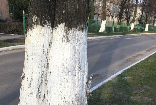 Лучан закликали не білити дерева та бордюри