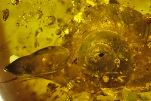 У бурштині знайшли равлика віком 99 мільйонів років