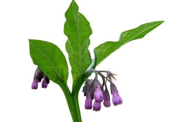 Живокіст вилікував палець