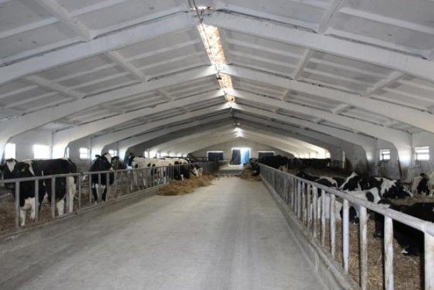 У фермерському господарстві «Перлина Турії» відкрили корівник на 280 голів