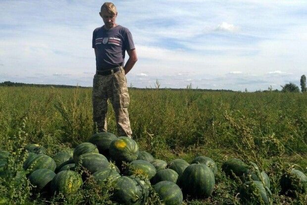 На Волині фермер посадив по сто саджанців різних сортів кавуна, щоб обрати найсмачніший (Відео)