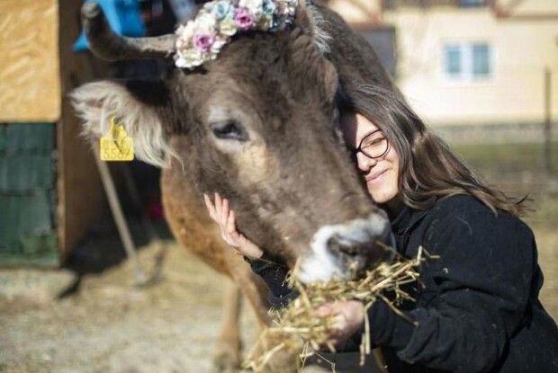 Хочеш бути здоровим — ​обійми корову!