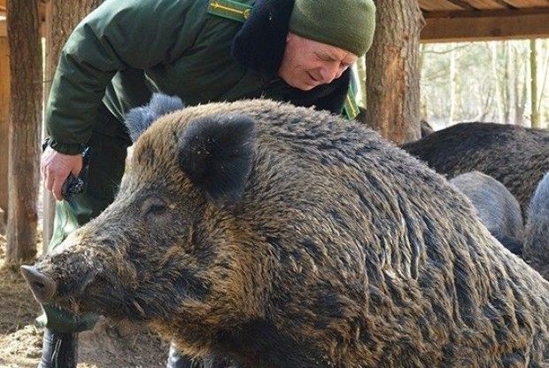 Подивитися на диких кабанів у Шацьк їдуть з усієї України та Білорусі (Фото)