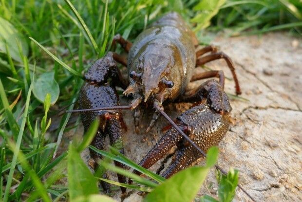 На Волині до 30 вересня заборонили виловлювати раків