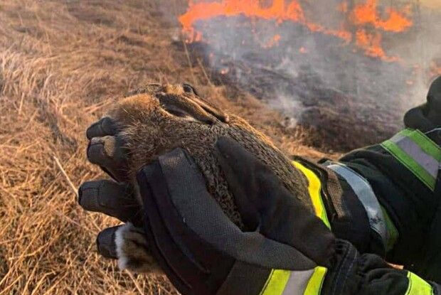 Минулого тижня на Волині надзвичайники усунули 11 пожеж в екосистемах