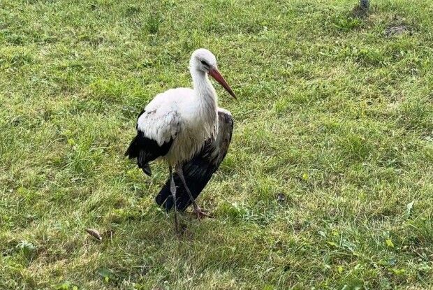 Вчителька з Волині прихистила лелеку з травмованим крилом (Відео)