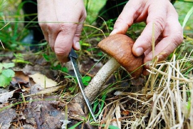 На Поліссі пенсіонерка померла від отруєння грибами
