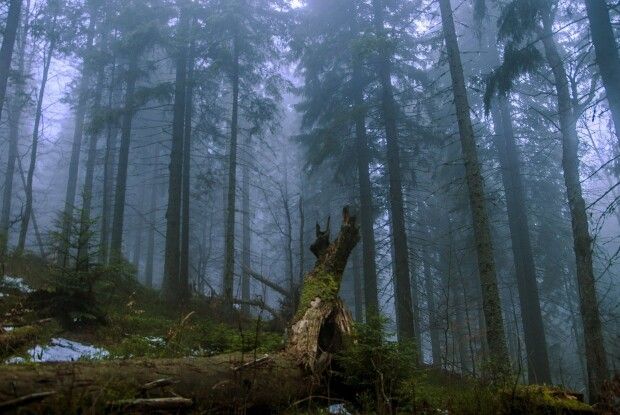 На Волині прокурори намагаються повернути у державну власність 14 гектарів лісу