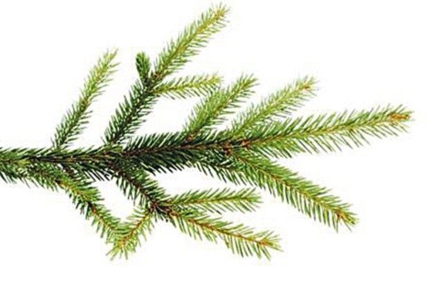 Дозвольте ялинці померти достойно