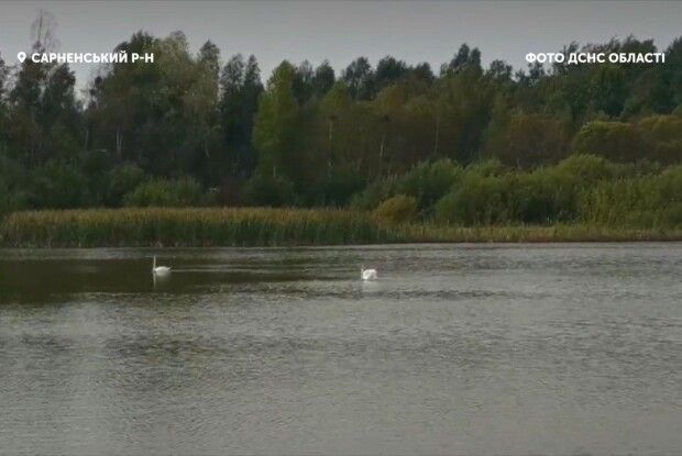 Працівники ДСНС врятували лебедів