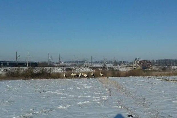 Біля Рожища рятують лелек