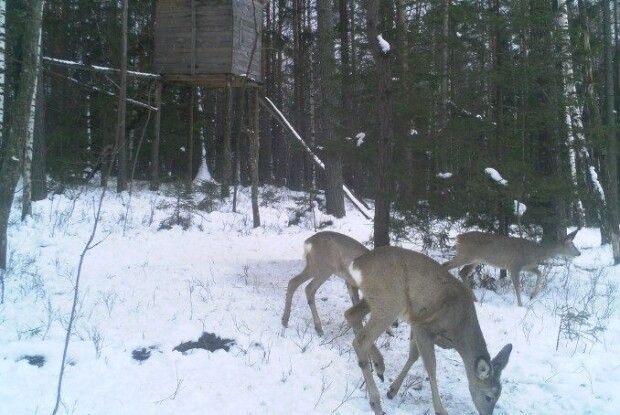 Звички та потреби диких тварин лісівники вивчають із допомогою камер відеоспостереження 