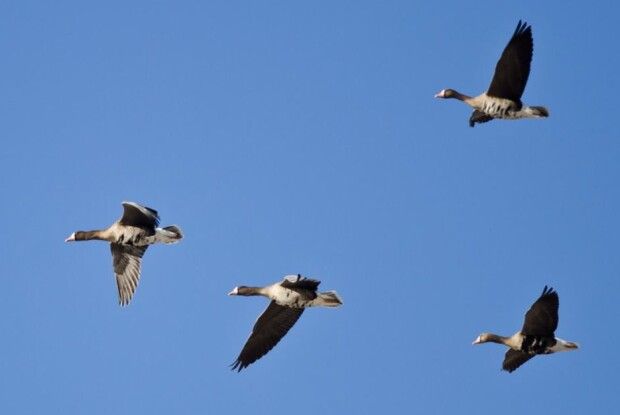 Волинські водойми стали транзитним коридором для птахів, що несуть вірус грипу