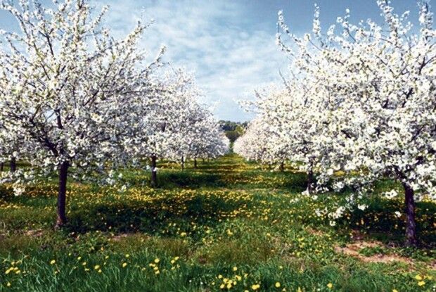 Господарські секрети: вчасно підживлюйте садок і добре поливайте